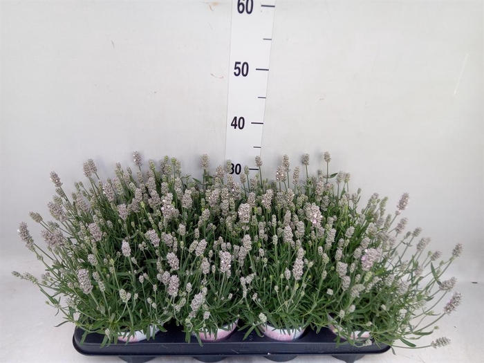 <h4>Lavandula angus. 'Rosea'</h4>