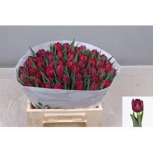 TU DU ALISON BRADLEY