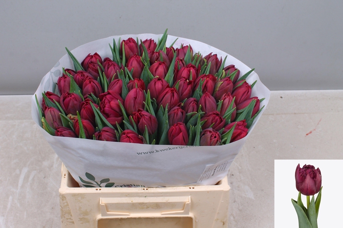 <h4>TU DU ALISON BRADLEY</h4>