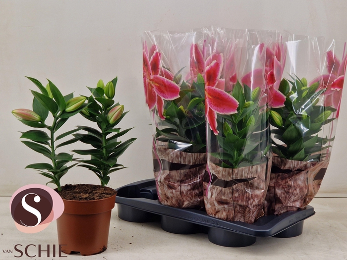 <h4>LIL OR SOUVENIR</h4>