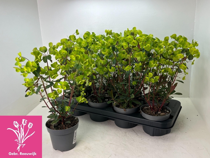 <h4>EUPH AM PURPUREA</h4>