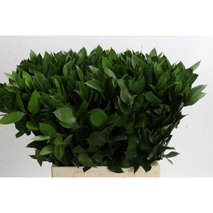 RUSCUS HYPOPHYLLUM