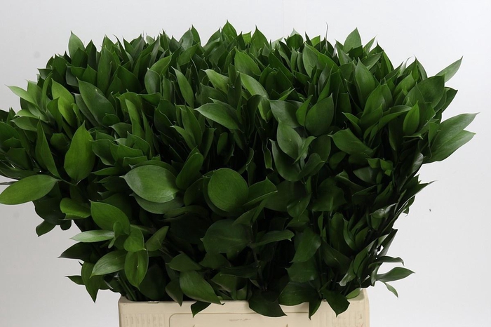 <h4>RUSCUS HYPOPHYLLUM</h4>