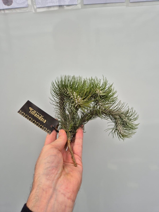 <h4>Tillandsia Funkiana "Clumb" XL met Label</h4>