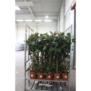Ficus Melany 4 Pp Vlecht Stam