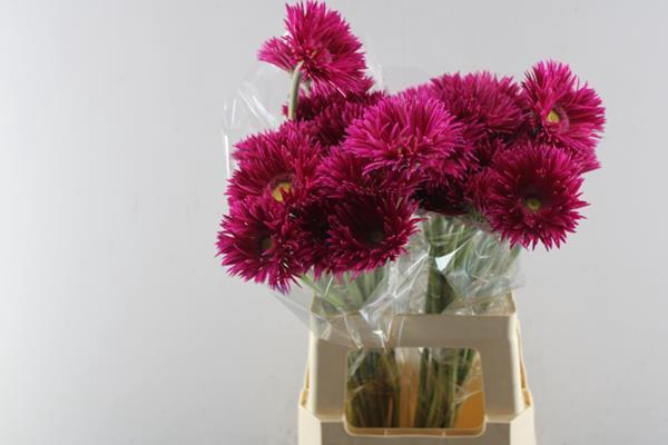 <h4>Ge Gs+ Kaa (cerise)</h4>