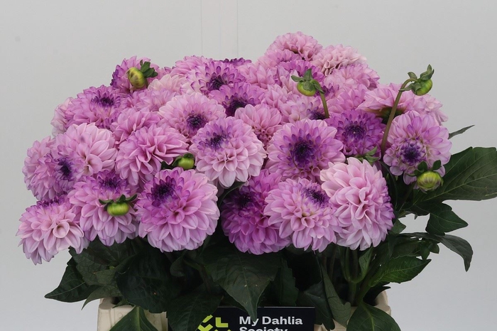 Dahlia BA 'Genova'