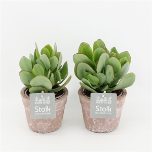 Crassula Arborescens 10,5 in terracotta pot