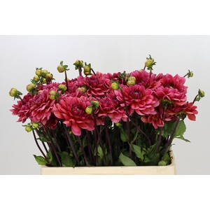 Dahlia Salmon Runner