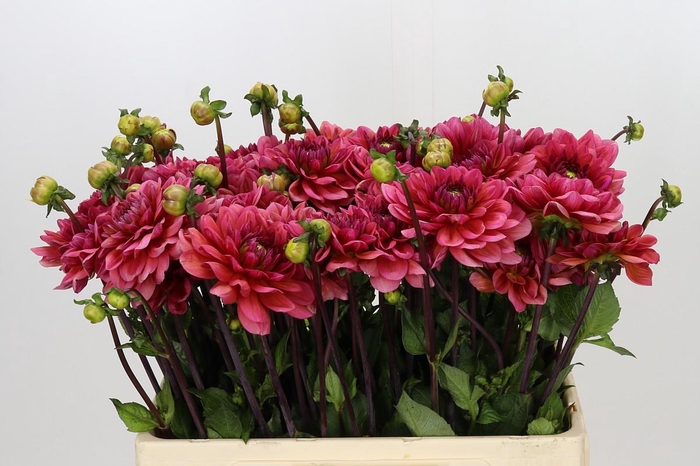 <h4>Dahlia Salmon Runner</h4>