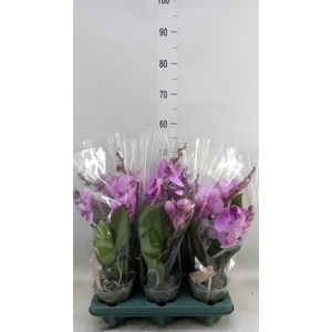 Phalaenopsis  'Spirit Pink'