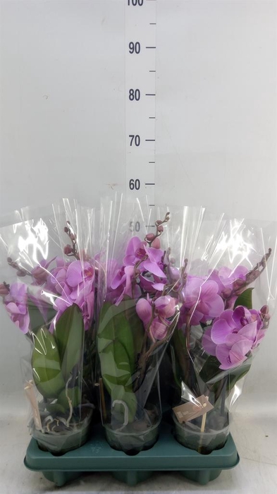 <h4>Phalaenopsis  'Spirit Pink'</h4>
