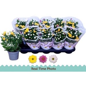 Chrysanthemum Indicum carnaval mix 12Ø 28cm 3pp