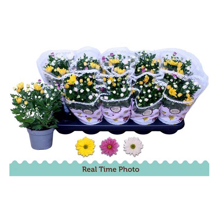 <h4>Chrysanthemum Indicum carnaval mix 12Ø 28cm 3pp</h4>