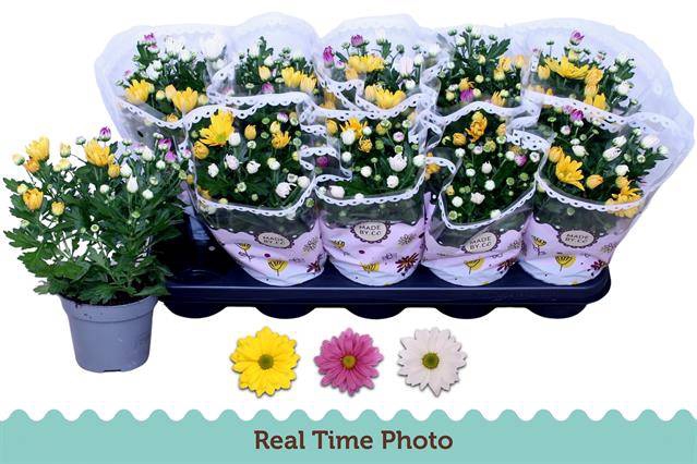 Chrysanthemum Indicum carnaval mix 12Ø 28cm 3pp