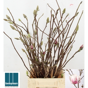 MAGNOLIA GRANDIFLORA