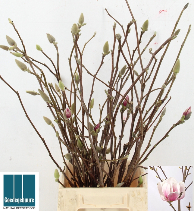 <h4>MAGNOLIA GRANDIFLORA</h4>