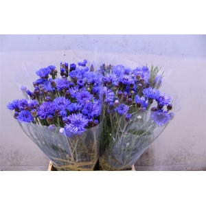 Centaurea Blue