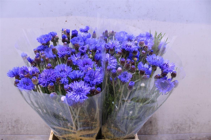 <h4>Centaurea Blue</h4>