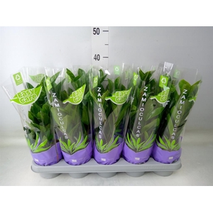 Zamioculcas zamiifolia