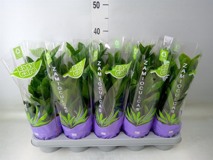 <h4>Zamioculcas zamiifolia</h4>