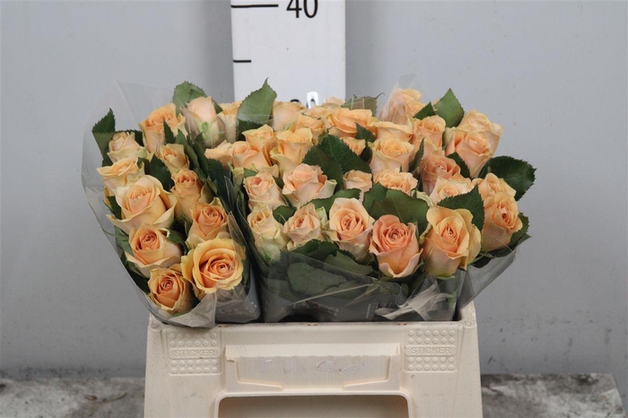 <h4>R Gr Salty Caramel!</h4>