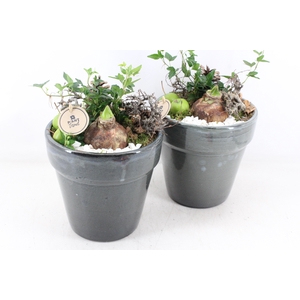 arr4 Amaryllis PL - Ker. bloempot deluxe
