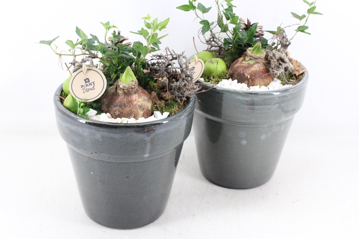 <h4>arr4 Amaryllis PL - Ker. bloempot deluxe</h4>