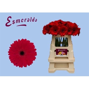 Gerbera grootbloemig Barones