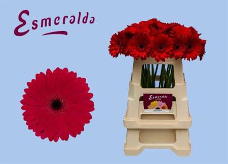 Gerbera grootbloemig Barones