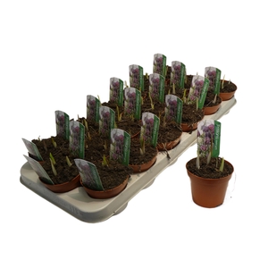 FRITILLARIA MELEAGRIS P9