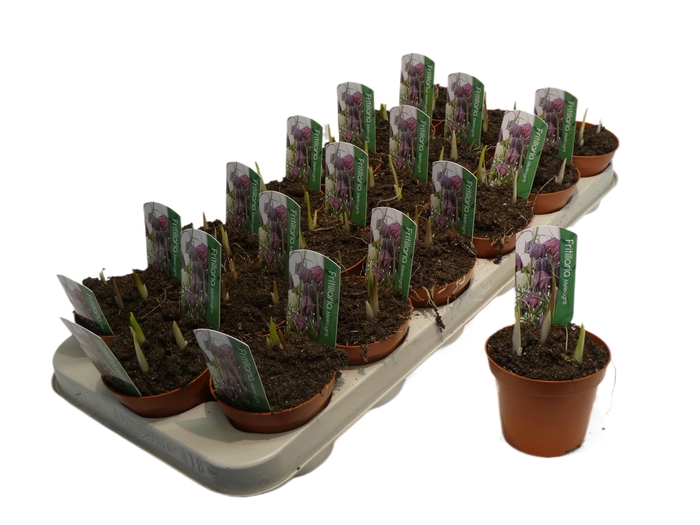 <h4>Fritillaria meleagris</h4>