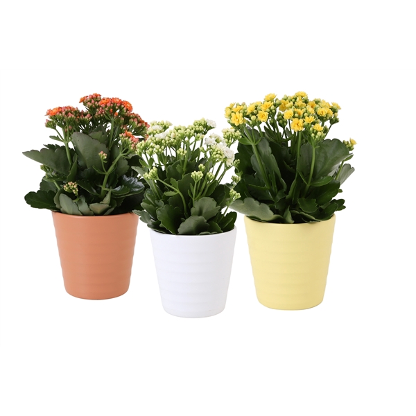 <h4>KP-809.9 - Kalanchoe Rosalina 12cm in paasmix zonder bijsteker</h4>