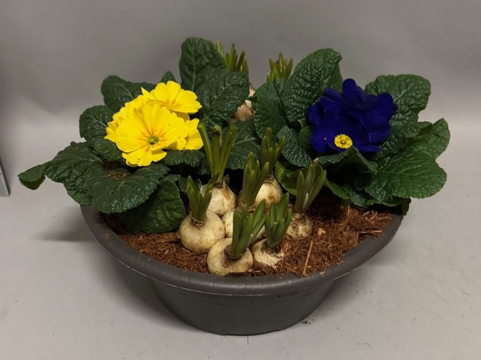 <h4>Primula/Muscari in kunststof schaal 23cm</h4>