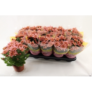 CHRYS DYNAMIC SALMON