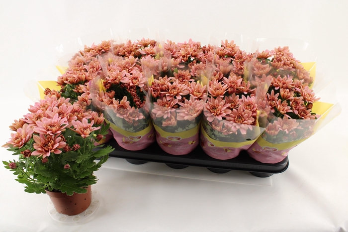 <h4>CHRYS DYNAMIC SALMON</h4>