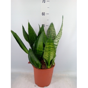 Sansevieria trifa. 'Hahnii'