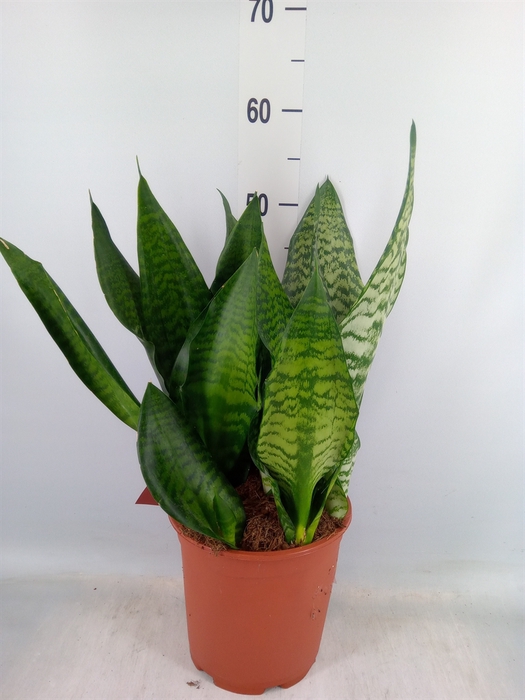 <h4>Sansevieria trifa. 'Hahnii'</h4>