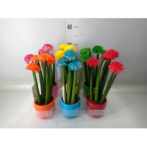 Sansevieria cyl.  ...