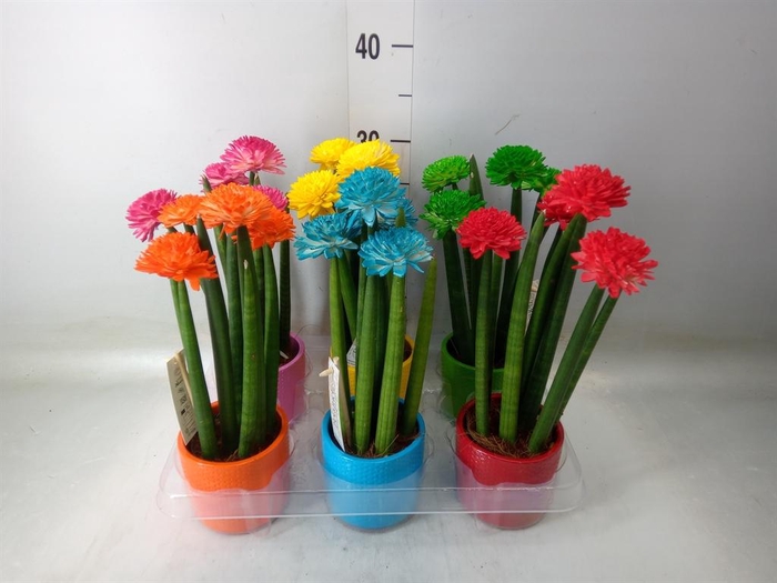 Sansevieria cyl.  ...