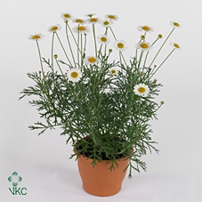 Argyranthemum  'La Rita White'