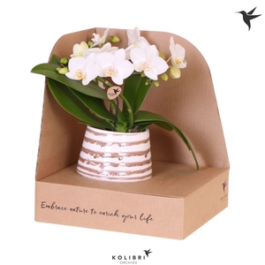 Kolibri Orchids Phalaenopsis Halo white in Moonstone pot white in showbox