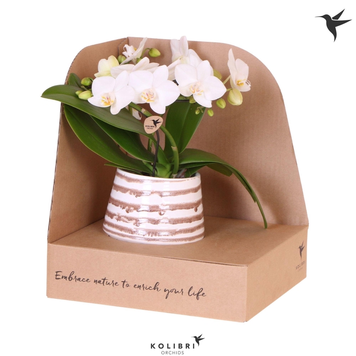 <h4>Kolibri Orchids Phalaenopsis Halo white in Moonstone pot white in showbox</h4>