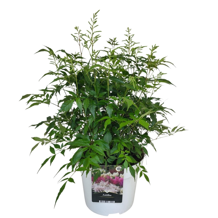 <h4>Astilbe ton sur ton White</h4>