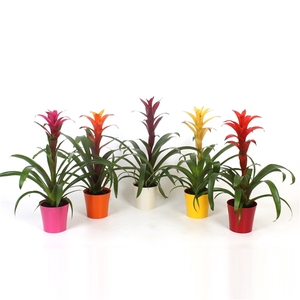 Guzmania Special mix in plastic pot Inge