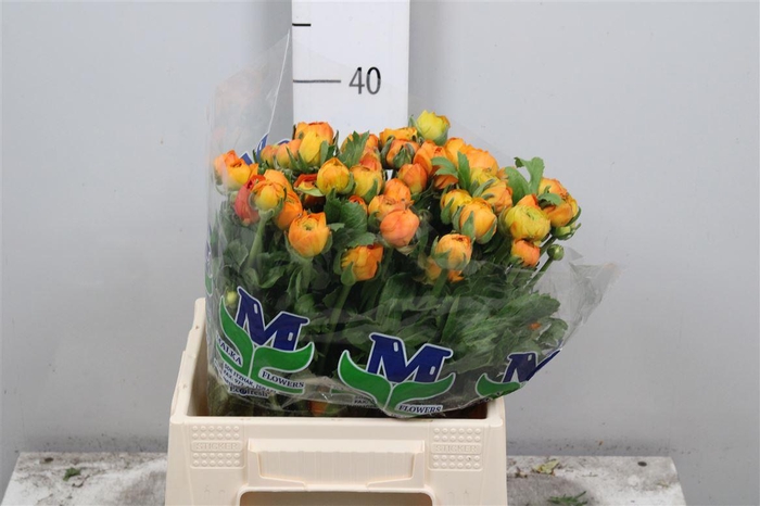 <h4>Ran El Orange</h4>