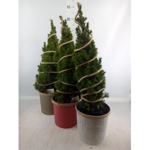 Picea glauca 'Conica'