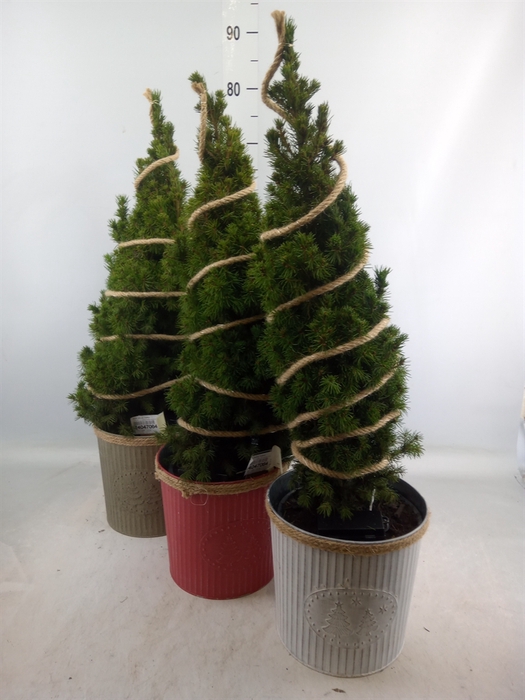 <h4>Picea glauca 'Conica'</h4>