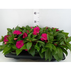 Impatiens NG 'Tamarinda Purple'