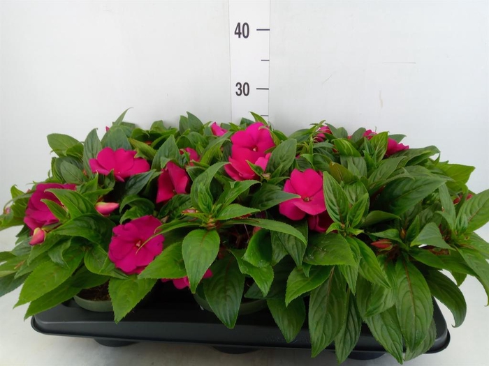 <h4>Impatiens NG 'Tamarinda Purple'</h4>